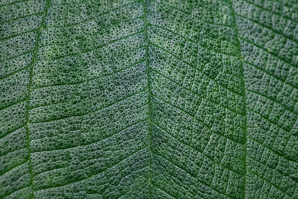 Close leaf texture in soft light — a cue to slow the breath